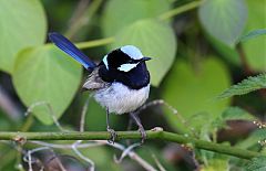 Superb Fairywren